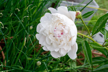 Fototapeta premium White Peony Flower