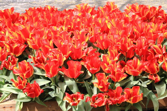 tulipani in fioritura