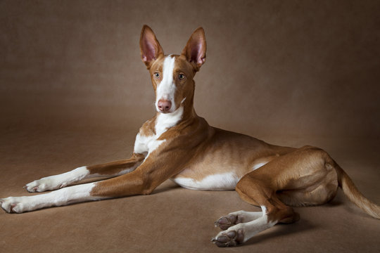 Podenco ibicenco dog against brown background