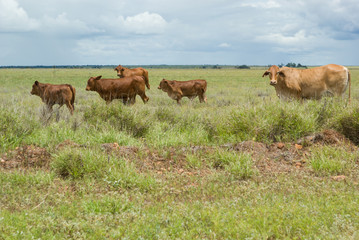 Cattle on farmland