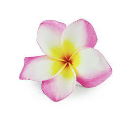 Plumeria close up isolated on white background © getsaraporn