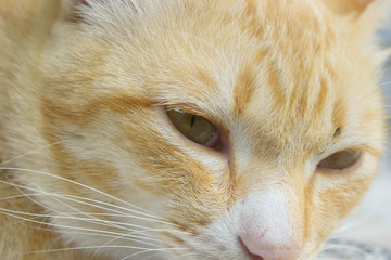 Fototapeta premium a cat,stray Cats and poor cats