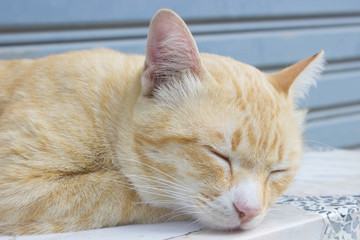 a cat,stray Cats and poor cats