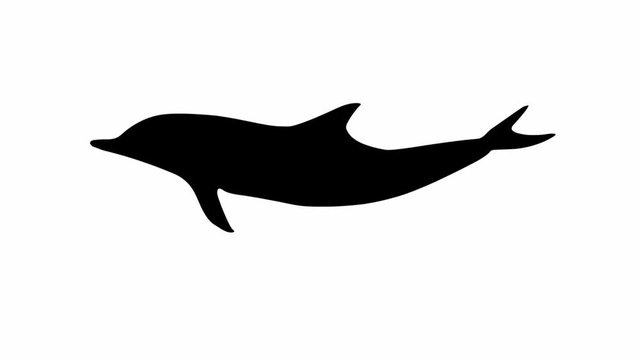 dolphin loop