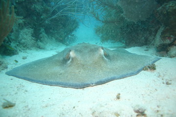 Cuba sea turtle coral life underwater