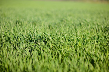 Field of Green Grass