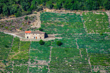Mencia grape vineyards  in the Ribeira Sacra