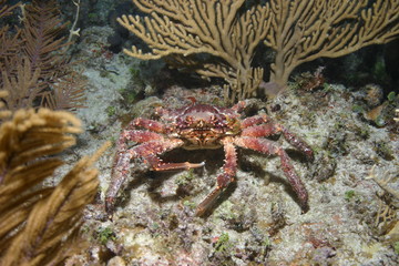 Cuba sea turtle coral life underwater