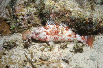 Cuba sea turtle coral life underwater