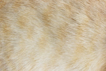 animal skin a cat pattern background