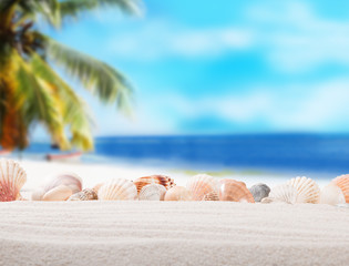 Shells on sandy beach with tropical beach background