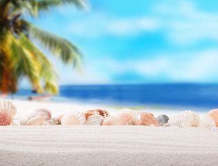 Fototapeta na wymiar Shells on sandy beach with tropical beach background