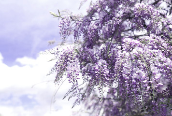 Blooming beautiful violet tree on the background of blue cloudy sky