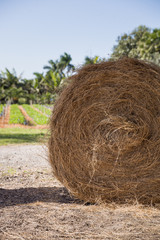Rolls of haystack on the field. A sunny scenery with haystack in USA. Agriculture concept. Summer, rural landscape.