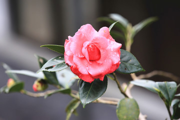Red Camellia flower with raindrop,beautiful red flower in full bloom in the garden in spring