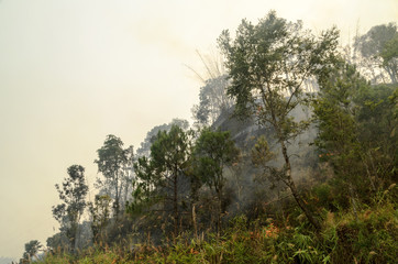 Forest fire disaster,wildfire or wildland fire