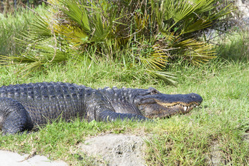 Crocodile resting quietly in the grass next to a canal