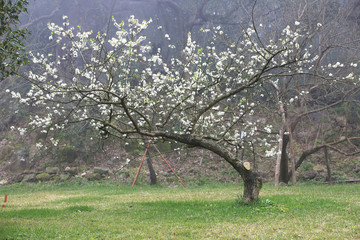 Oriental Plum tree,beautiful white oriental plum flowers blooming on the branch in the countryside in spring
