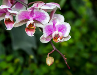 Blooming Orchid, close-up
