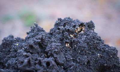subterranean termites build nest 