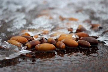 Жёлуди в снегу