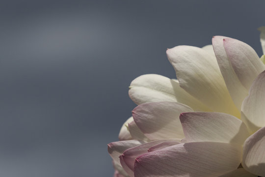 Fototapeta 質感のある蓮の花