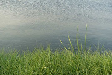 Grass bush at the lake side.