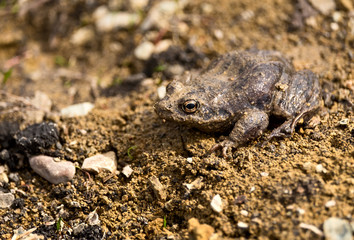 Frog with natural camouflage