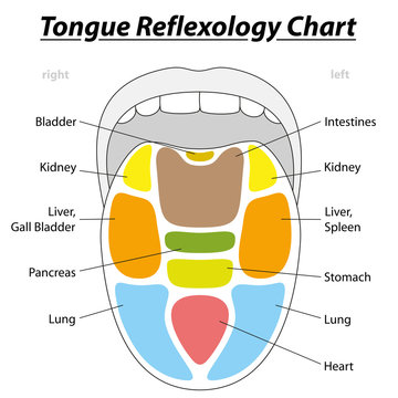 Tongue divided into the reflexology areas of the corresponding internal organs. Isolated vector illustration over white background.