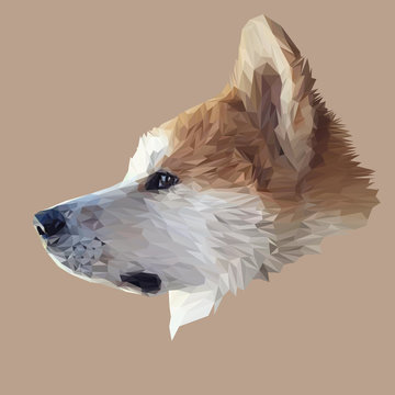 Akita Inu dog animal low poly design. Triangle vector illustration.
