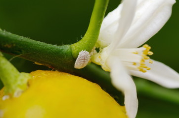 Pest scale insects (lat.Diaspididae) on calamondin
