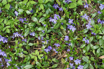 First spring flowers periwinkle