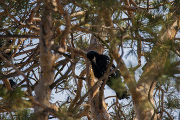 Rook in pine trees