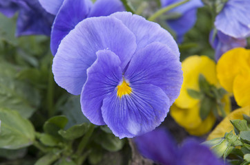 Viola, Fialka, Анютины глазки