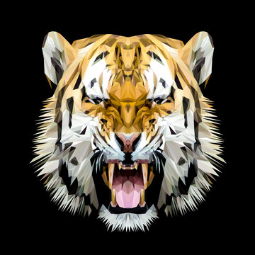 Tiger cat animal low poly design. Triangle vector illustration.
