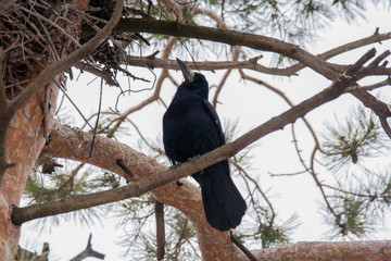 Rook in pine trees