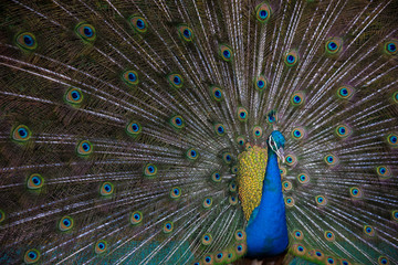 Fototapeta premium Peacock
