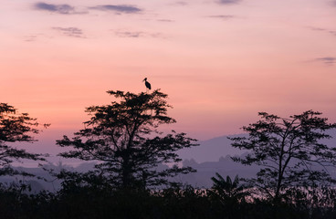 African stork bird marabou stands on tree top in sun back lighting at dawn against sunrise glowing over Victoria Lake background. Jinja, Uganda, Eastern Africa.

