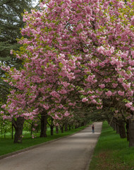 Цветущая аллея сакуры в городском парке