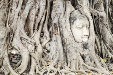 Head of Buddha statue in the tree roots at, Ayutthaya, Thailand