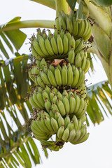 Banana tree with a bunch of bananas