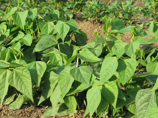 Young green beans plants in rows