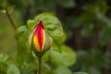 Close Rose Buds