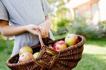 Girl holding basket of apples