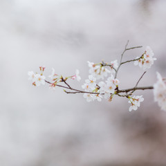 close-up of pink cherry blossom on branch