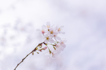 sakura blossoms on branch