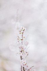 Obraz premium a branch of cherry