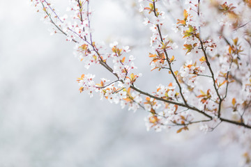 close-up view of Cherry Blossoms
