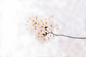 pink cherry blossom on branch,china