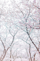 blooming cherry trees